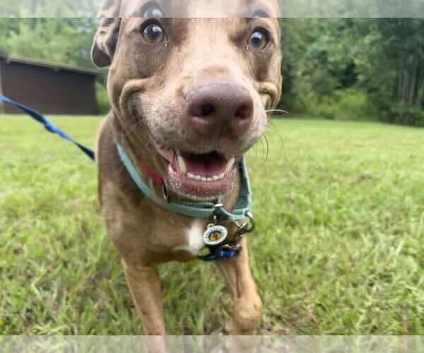 Medium Photo #4 Mutt Puppy For Sale in Candler, NC, USA