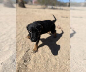 Hail - Female Shepweiller Dog for Adoption - Photo #6