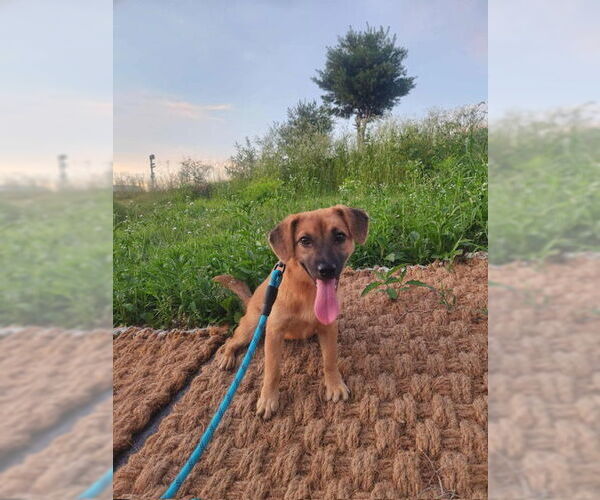 Medium Photo #1 Beagle-Unknown Mix Puppy For Sale in Agoura Hills, CA, USA