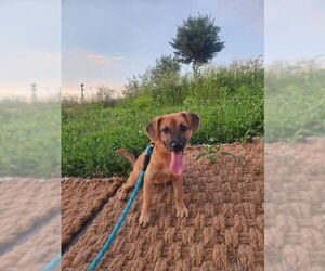 Beagle-Unknown Mix Dogs for adoption in Agoura Hills, CA, USA