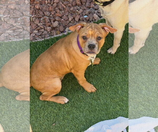 Medium Photo #2 Mutt Puppy For Sale in Las Vegas, NV, USA