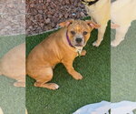 Small #1 Mutt