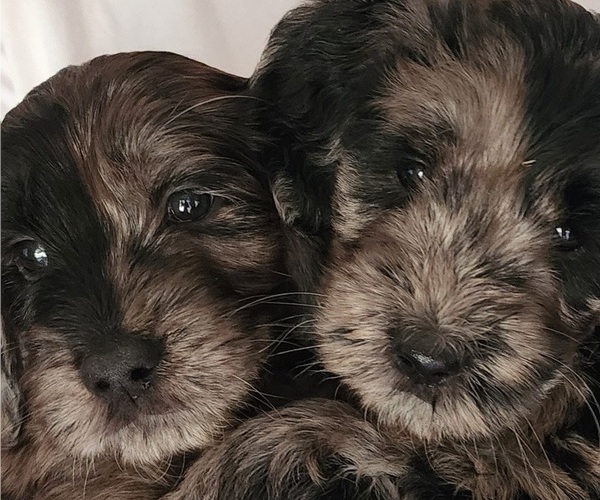 Medium Photo #2 Doodle-Goldendoodle Mix Puppy For Sale in WACO, TX, USA