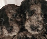 Small Photo #2 Doodle-Goldendoodle Mix Puppy For Sale in WACO, TX, USA