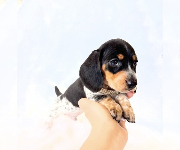 Medium Photo #2 Dachshund Puppy For Sale in DAVIS, CA, USA