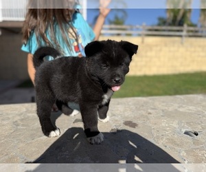Medium Akita