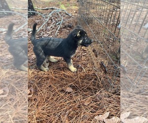 German Shepherd Dog Puppy for sale in WAGENER, SC, USA