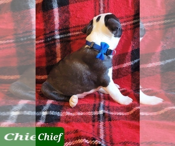 Medium Photo #9 Boston Terrier Puppy For Sale in POMEROY, OH, USA