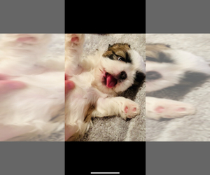 Shih Tzu Puppy for sale in FLORISSANT, CO, USA