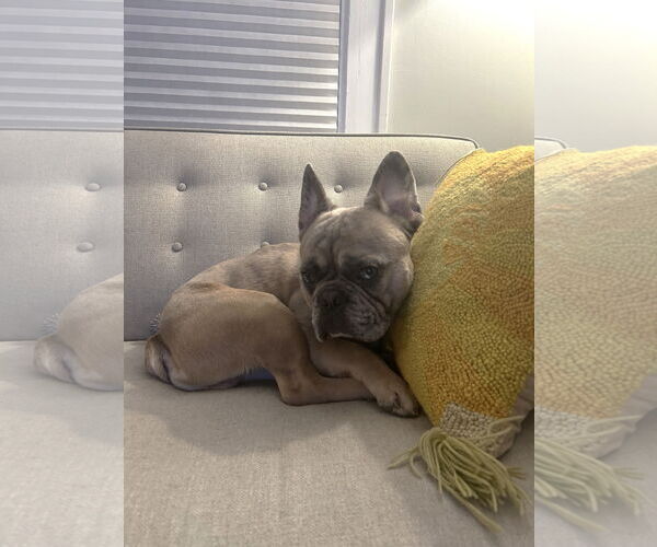 Medium Photo #4 French Bulldog Puppy For Sale in St. Louis Park, MN, USA