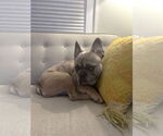 Small #3 French Bulldog