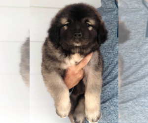 Caucasian Shepherd Dog Puppy for sale in CITY RANCH, CA, USA