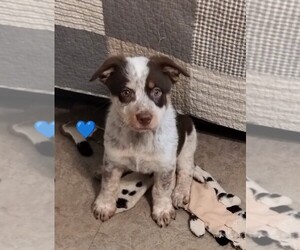 Texas Heeler Puppy for Sale in LAURENS, South Carolina USA