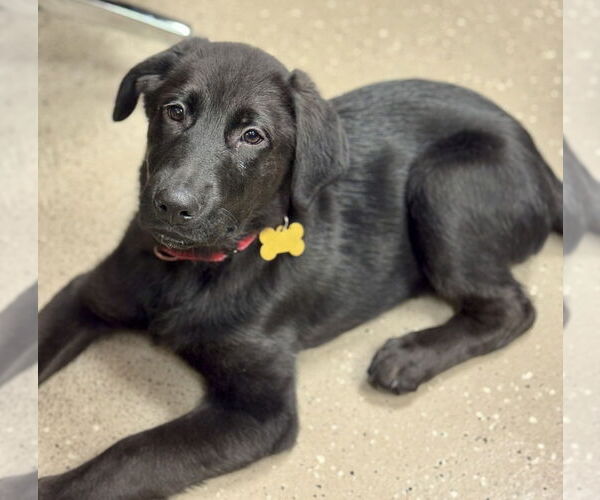 Medium Photo #2 Labrador Retriever Puppy For Sale in Mundelein, IL, USA