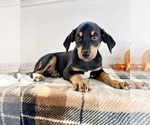 Small #2 Doberman Pinscher