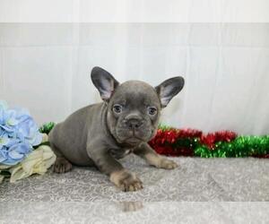 French Bulldog Puppy for sale in FREDERICKSBG, OH, USA