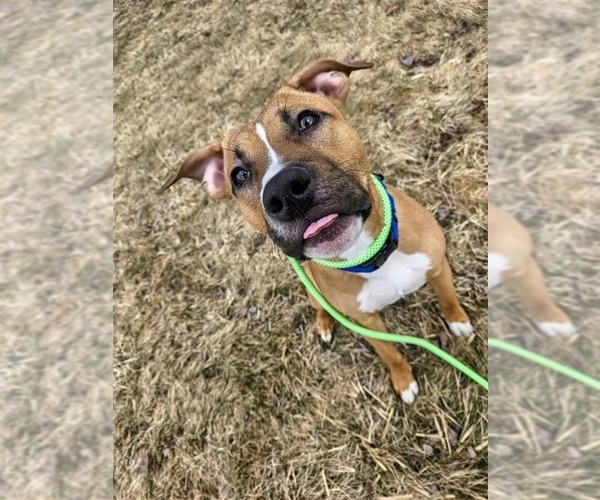 Medium Photo #8 Mutt Puppy For Sale in Gloversville, NY, USA