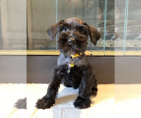 Medium Photo #1 Schnauzer (Miniature) Puppy For Sale in BROKEN ARROW, OK, USA