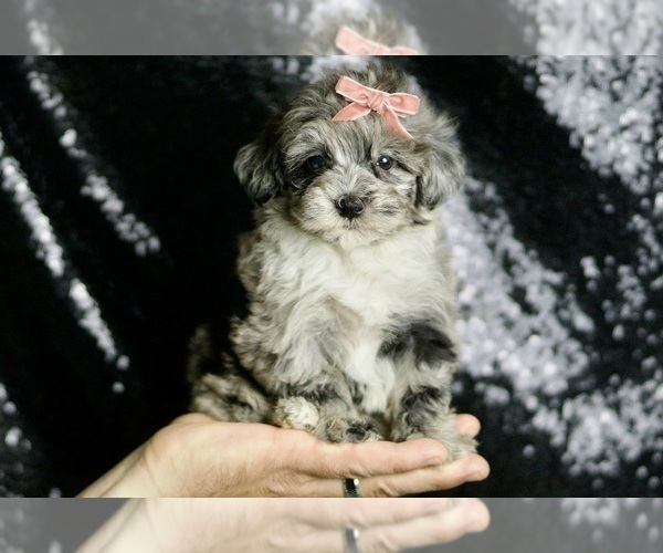 Medium Photo #136 Maltipoo Puppy For Sale in WARSAW, IN, USA