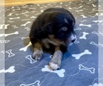 Small #12 Australian Shepherd