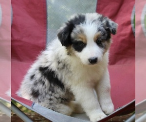 Border Collie Puppy for sale in WARSAW, OH, USA