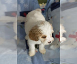 Small Photo #4 Cavapoo Puppy For Sale in MILWAUKEE, WI, USA