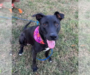 Australian Kelpie Dogs for adoption in Westminster, MD, USA