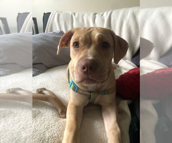 Medium Photo #1 Labrador Retriever Puppy For Sale in miami, FL, USA