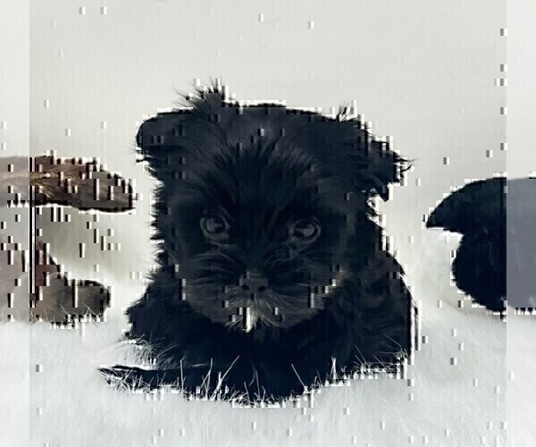 Medium Photo #12 Morkie Puppy For Sale in WEST PALM BEACH, FL, USA