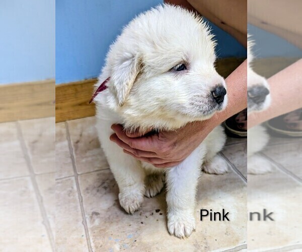 Medium Photo #1 Great Pyrenees Puppy For Sale in MOSCOW MILLS, MO, USA