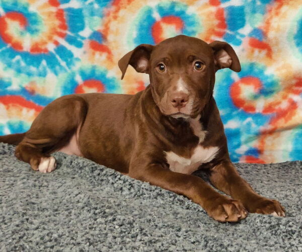 Medium Photo #6 American Pit Bull Terrier-Labrador Retriever Mix Puppy For Sale in Talladega, AL, USA