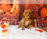 Puppy Luna Cavapoo