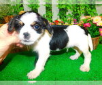 Small Photo #6 Shih Tzu Puppy For Sale in HAMMOND, IN, USA