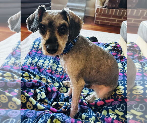 Medium Photo #4 Mutt Puppy For Sale in Mundelein, IL, USA