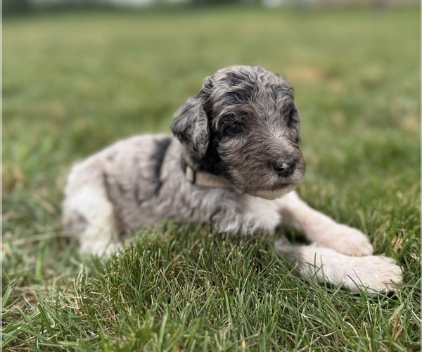 Medium Photo #5 Goldendoodle Puppy For Sale in HOWARD CITY, MI, USA