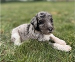 Small Photo #16 Goldendoodle Puppy For Sale in HOWARD CITY, MI, USA