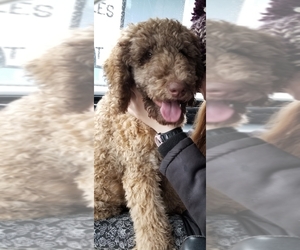 Poodle (Standard) Puppy for sale in RUDYARD, MI, USA