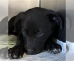 Small Labrador Retriever Mix