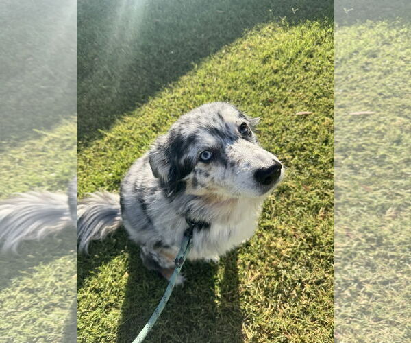 Medium Photo #2 Australian Shepherd Puppy For Sale in Chandler, AZ, USA