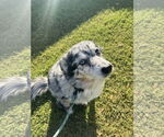 Small #1 Australian Shepherd