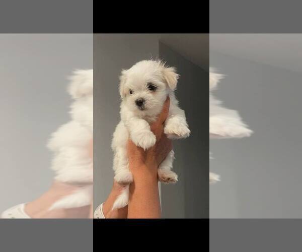 Medium Photo #1 Maltese Puppy For Sale in SPOKANE, WA, USA