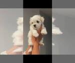 Small Maltese