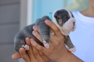 Bulldog Puppy for sale in COLORADO SPRINGS, CO, USA