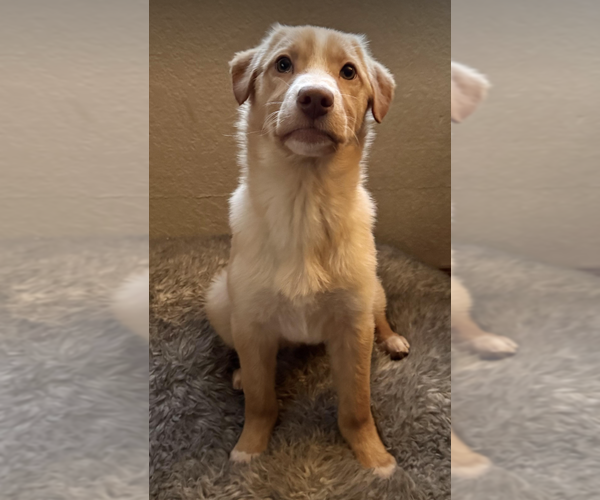 Medium Photo #2 Golden Labrador Puppy For Sale in Anchorage, AK, USA