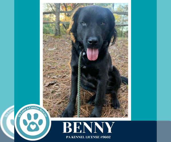 Medium Photo #2 Mutt Puppy For Sale in Kimberton, PA, USA