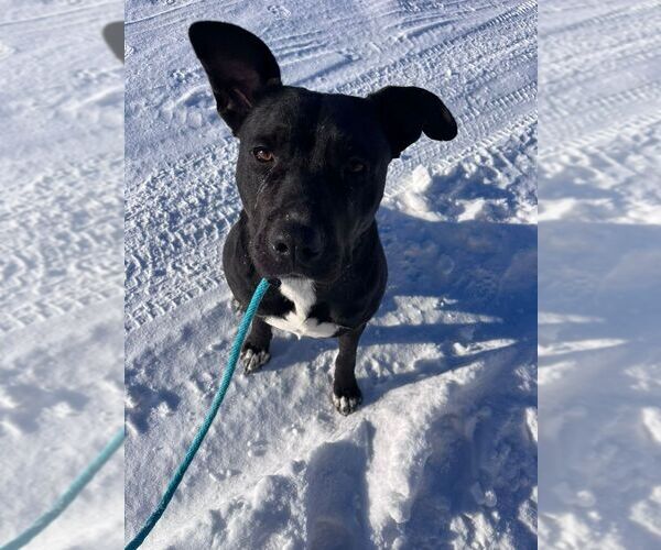 Medium Photo #4 Mutt Puppy For Sale in Calgary, Alberta, Canada