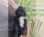 Small #12 Labradoodle