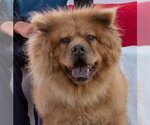 Small Photo #4 Chow Chow Puppy For Sale in Ventura, CA, USA