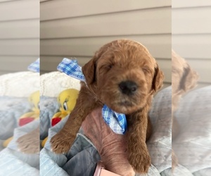 Miniature Labradoodle Puppy for Sale in BLUFFTON, South Carolina USA
