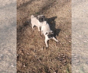 Pug Puppy for Sale in EDGAR, Wisconsin USA